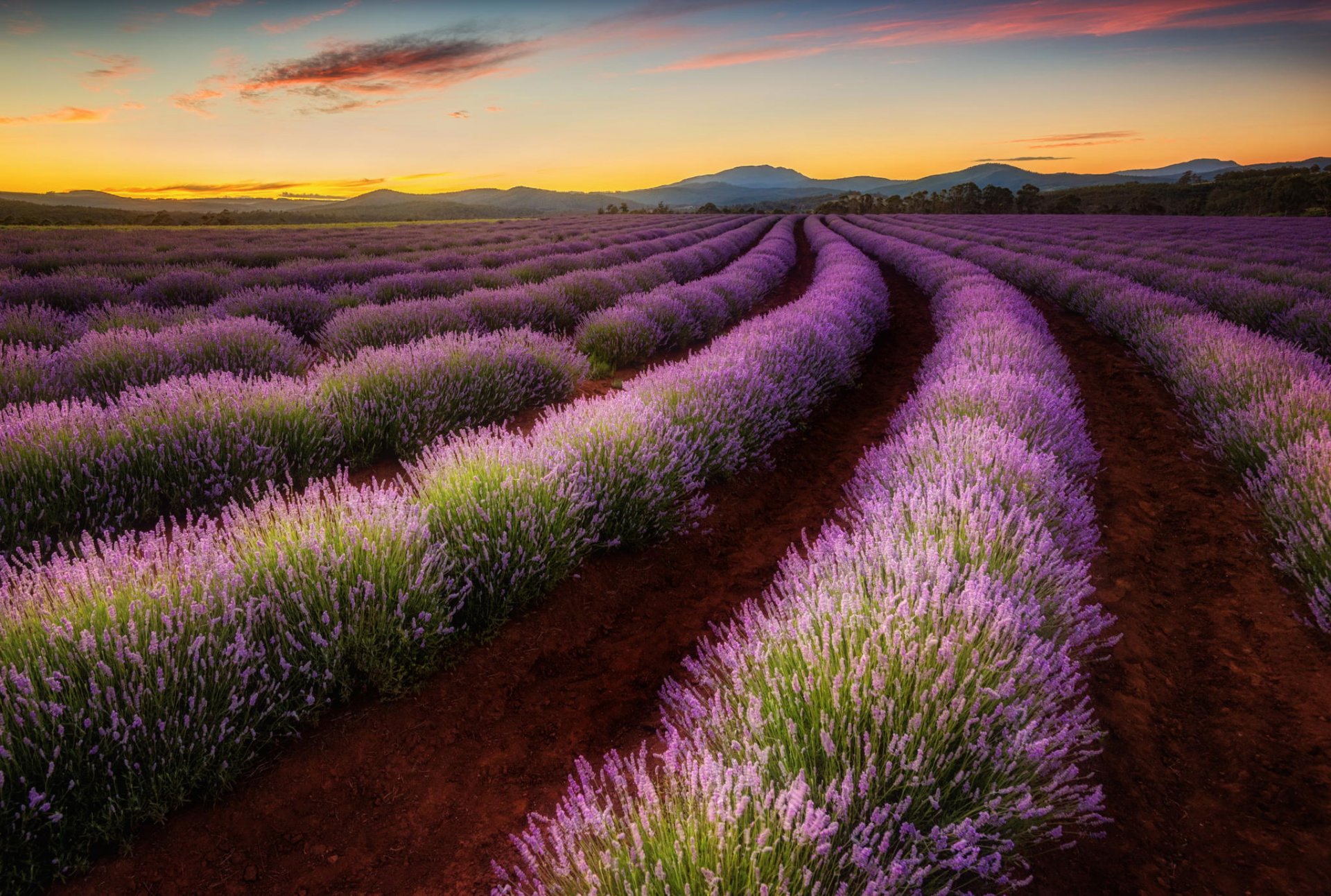 australia tasmania valley the field lavender