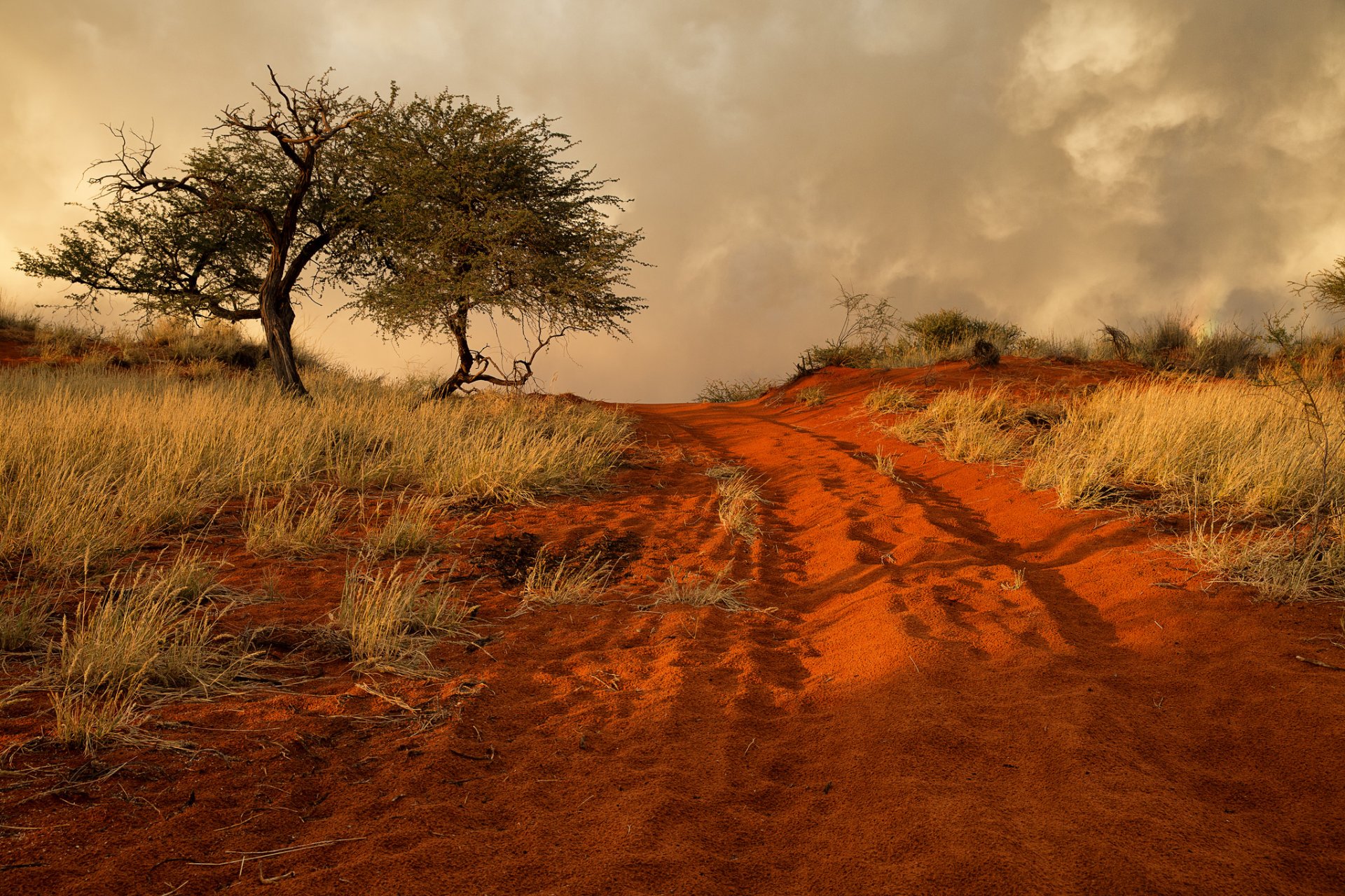 namibia africa colline erba albero sabbia strada