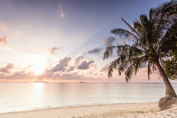 Bella alba ai tropici sul mare