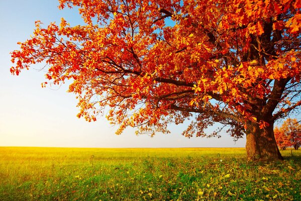 Albero d autunno ai raggi del sole