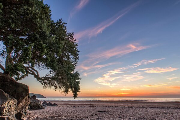 Beau coucher de soleil sur la côte avec un arbre