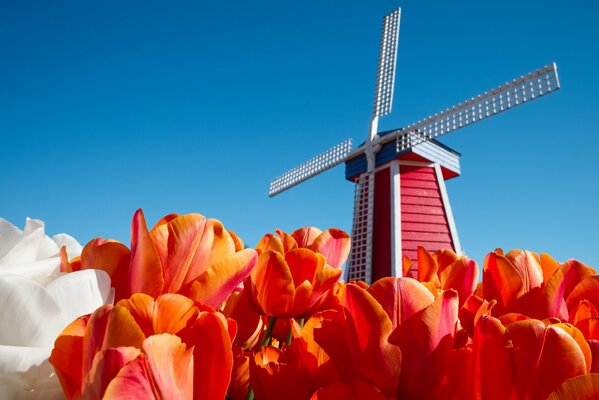 Windmill in the red color of tulips