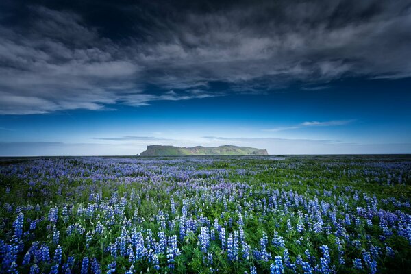 Berge Himmel Feld Blumen