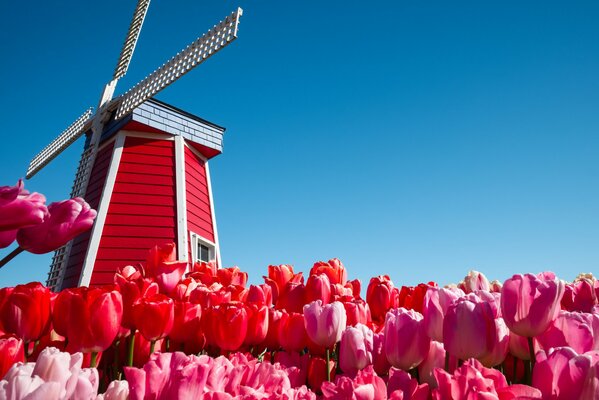 Niederlande, Tulpen und eine Windmühle sind zu sehen