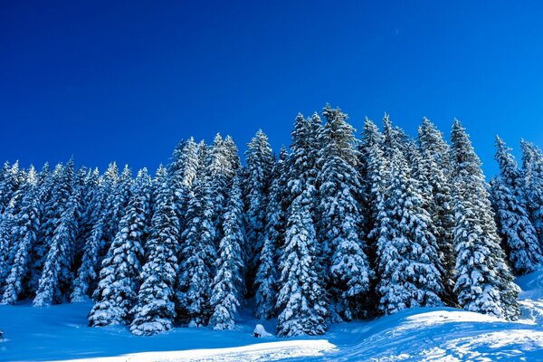 Paisaje de invierno con árboles nevados