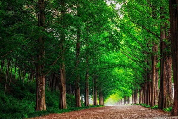 Landscape with a forest road