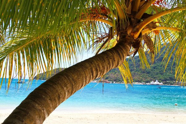 A century-old palm tree looks at the sea