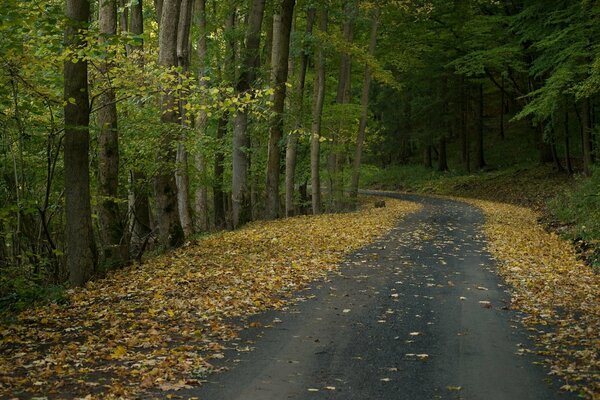 Impennata strada nel mezzo della foresta