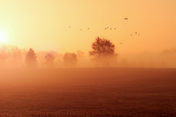 Niebla de otoño por la mañana sobre el campo