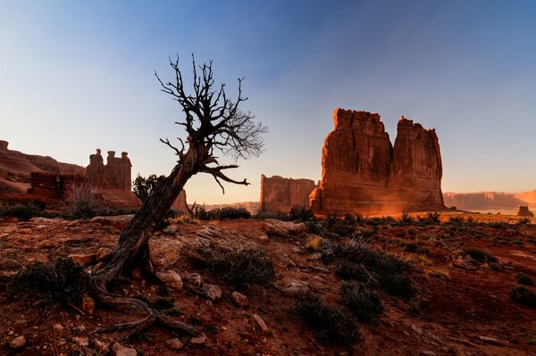 Felsen und Baum im Bogenschlucht in den USA