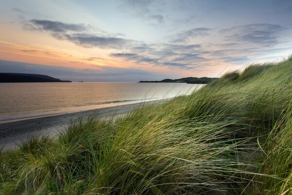 Thick juicy grass on the seashore