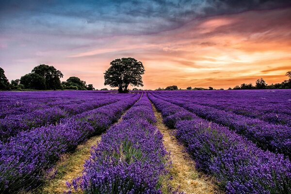 Champ de lavande sur fond de coucher de soleil