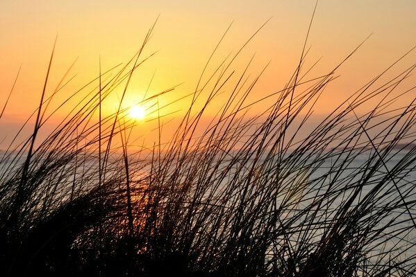 At sunset, water and grass on the background