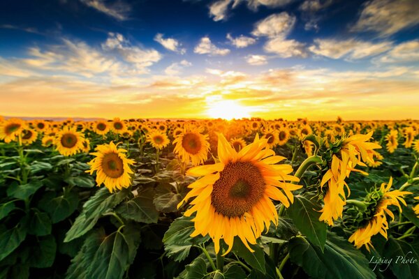 Viele Sonnenblumen im Feld bei Sonnenuntergang