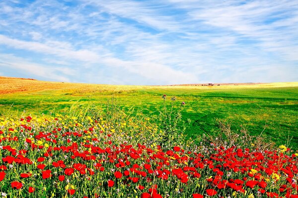 A field with flowers on a background of clouds