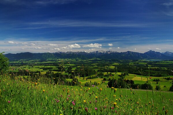 Champ de fleurs. Montagnes à l horizon