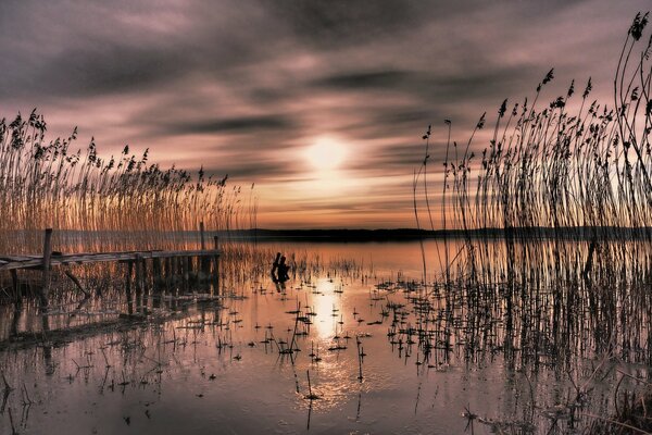 Baia con canne al tramonto in Svezia