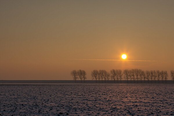 Alberi lontani in un campo al tramonto