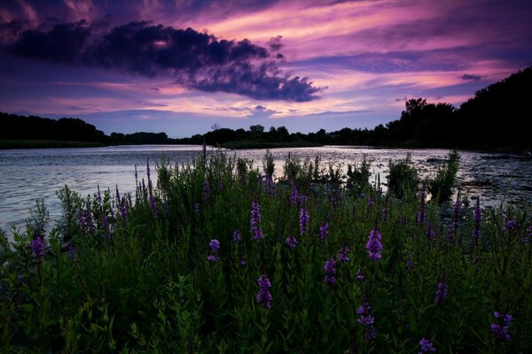 Modest wildflowers in a river valley in Ontario