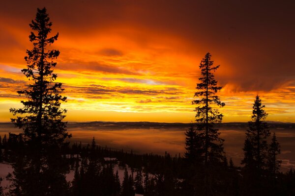 Sunrise landscape with trees and clouds