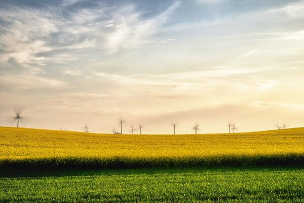 Yellow green field with windmills