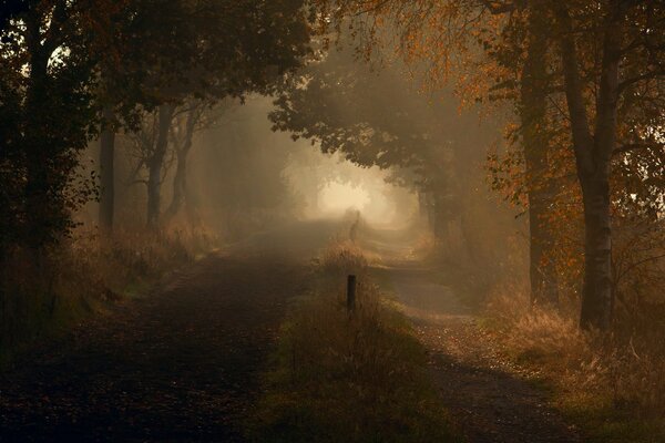 Camino de otoño brumoso en el bosque