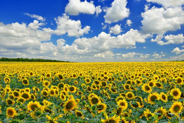 Słonecznik na polu z błękitnym niebem i chmurami