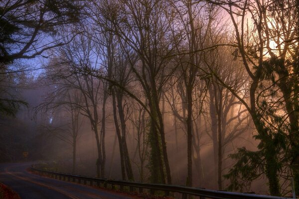 The road through the forest in the fog