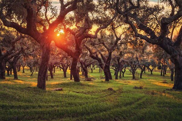 Sonnenuntergang zwischen Plantageneichen in Portugal