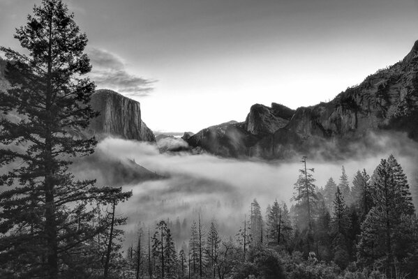 Naturaleza del bosque de California en BW imagen