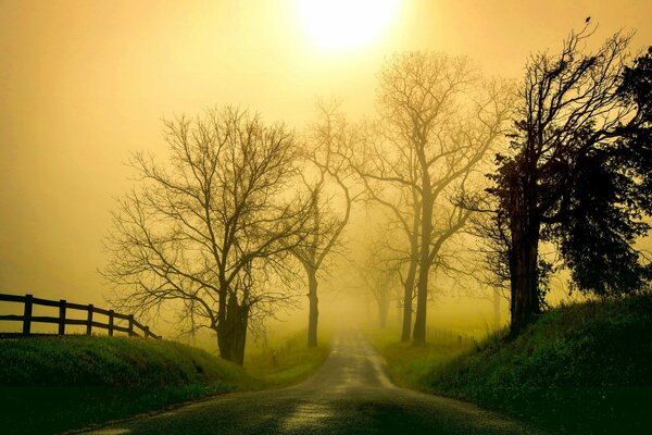 Schönes Foto der Natur im Morgennebel