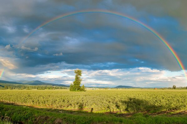 Arco iris sobre el campo verde en verano