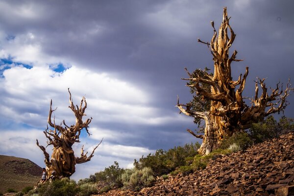 Arbres chauves en Californie et le ciel