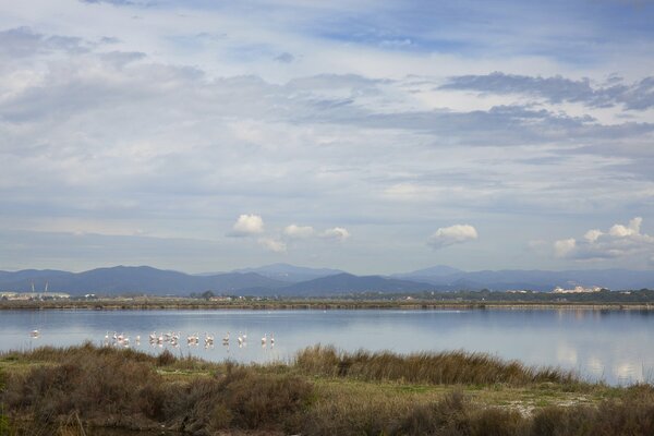 Viendo flamencos en el lago