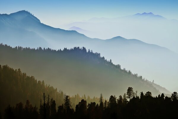 Les sommets des arbres dans le brouillard