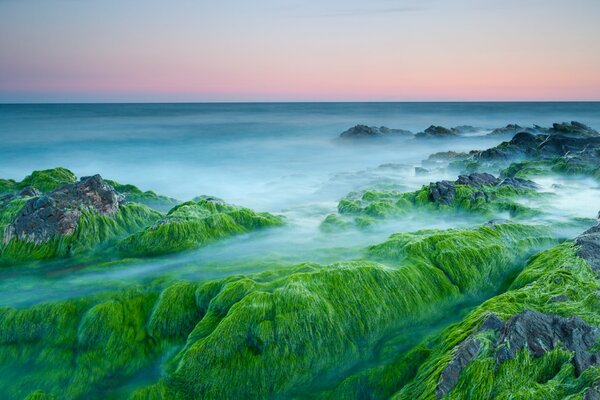 Rocas oceánicas cubiertas de algas al amanecer