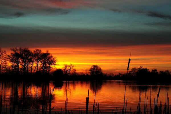 Hermosa puesta de sol en el lago con cañas