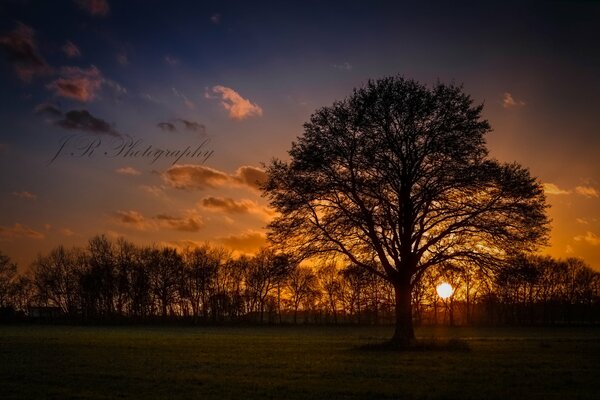 Silhouette of a tree against the sunset