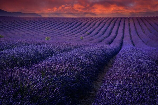 Puesta de sol Celestial en un campo de lavanda