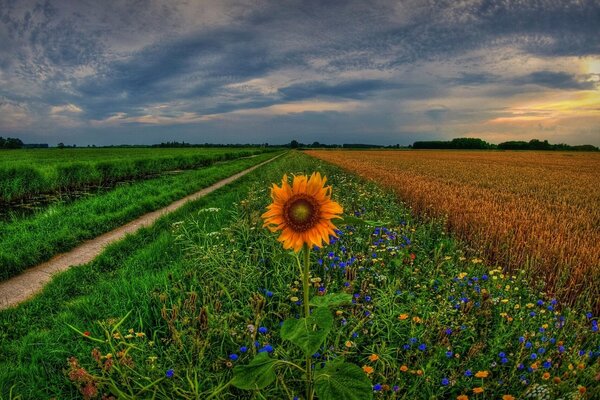 Huge blooming fields in Holland