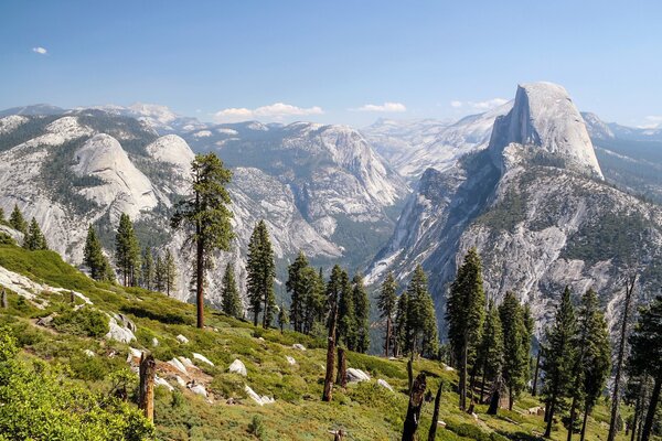 Arbres sur une pente sur fond de montagnes