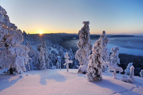 Panorama of snow-covered trees in Finland