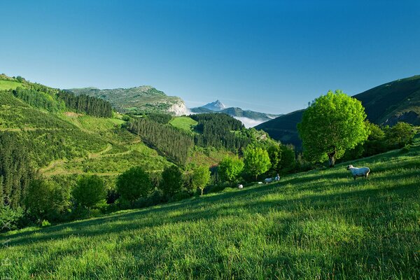 Ein paar weiße Schafe auf einer Bergweide