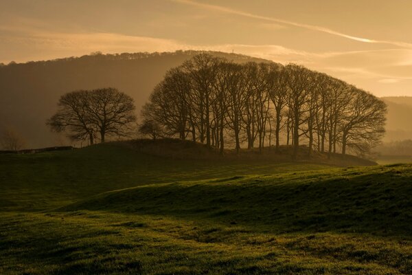 Morning field with branching trees