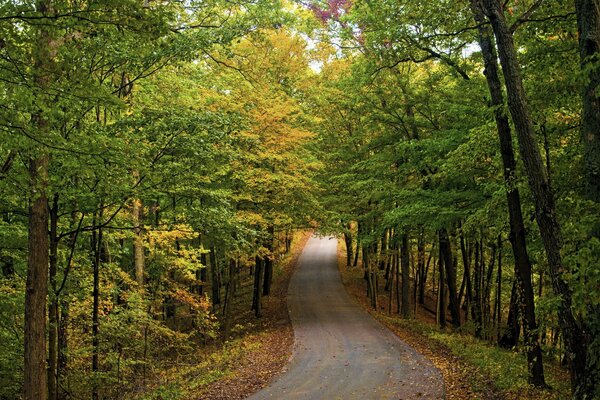 Carretera a través del bosque de otoño