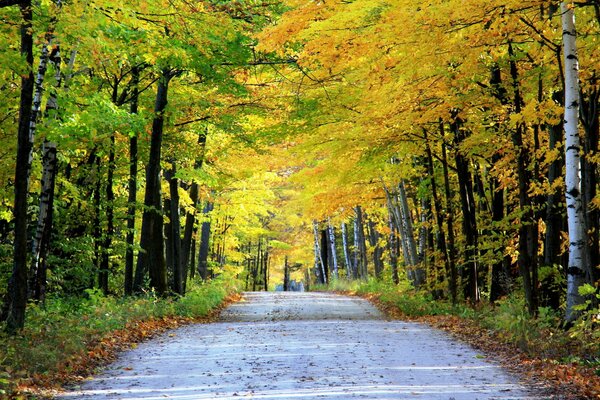 Route d automne parsemée de feuilles