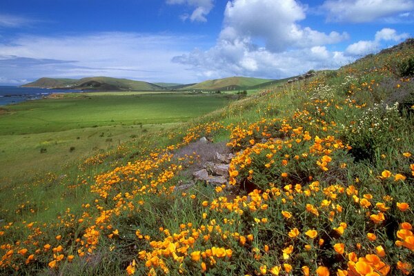 A sunny day in a field of yellow flowers