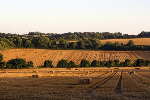 Gerbes dans les champs du Hampshire en Angleterre