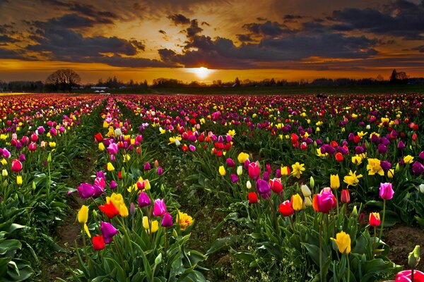 Coucher de soleil, champ, fleurs vygdyad très belle