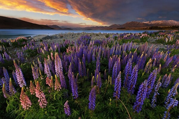 Lupines on the background of mountains by the water